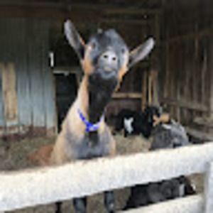 Meet your Posher, Bailey